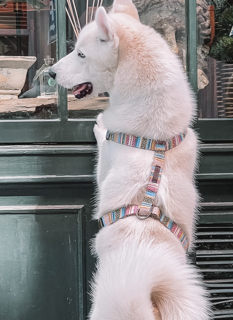 Boho Beach dog harness