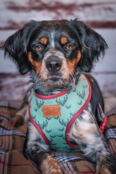 Reversible dog harness "Oh my deer"