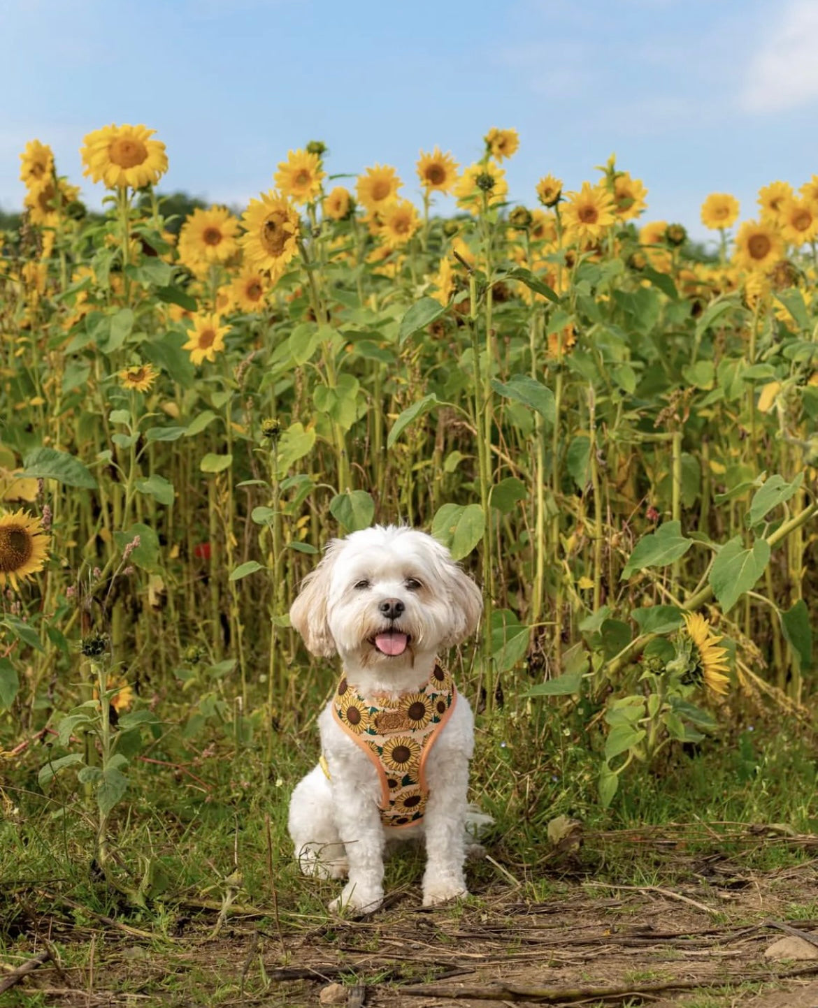 Reversible dog harness "Deer sunflowers"